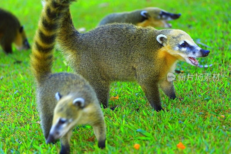 巴西/阿根廷伊瓜苏国家公园的Nasua Coatis